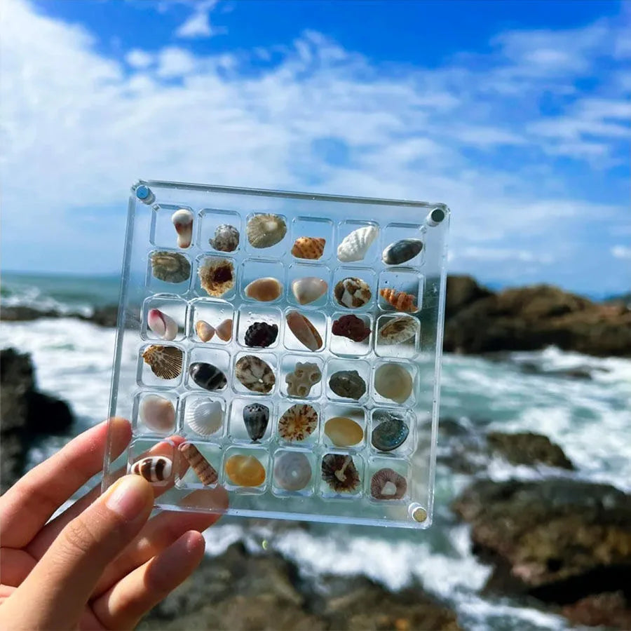 Muschelwunder